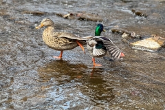 Mallards_1400
