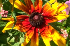 RagdySnflwr_1400