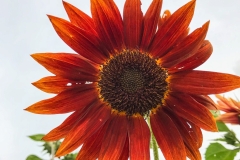 RedSunflwr_1400