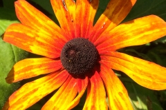 WildSnflwr_1400