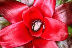 flowercover2