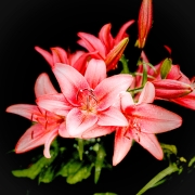 Liliies_iv_