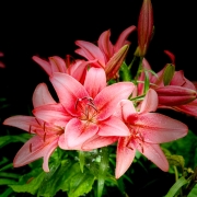Lillies_5_