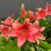 Lillies_ii_