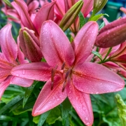 Lillies_iii_