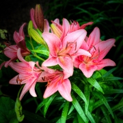 Lillies_ix_