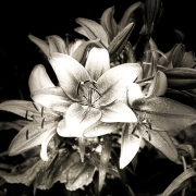 Lillies_vi_BnW_