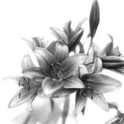 Lillies_vii_BnW_