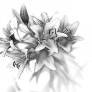 Lillies_viii_BnW_