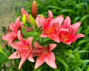 Lillies_x_