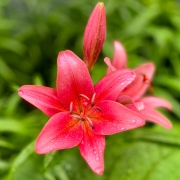 LilyPinks_i_