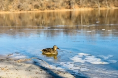 1_MallrdMspi_1658