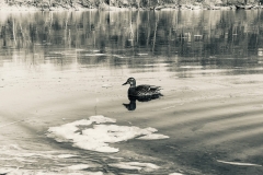 1_MlrdBnWMspi_1332