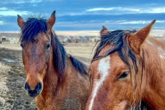 2WildHorse_1000