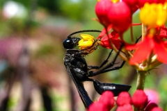BlackWasp_1600