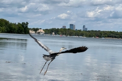 BluHrnFly_1024
