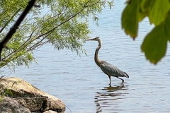 BluHrnLkHrt_1224