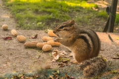 Chipmk_1426