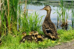 DuckBabiesMama_1400