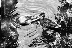 DuckBnW_edit_1200