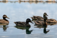 Ducks5LkHrt_2032