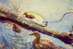 DucksGldi_1200