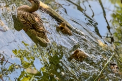 DucksGldii_1200