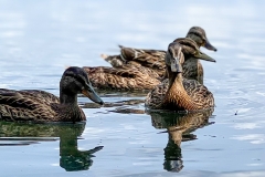 Ducks_1800