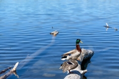 Dux2Nkms_1524