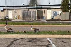 GooseFam_1278