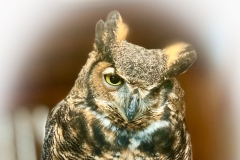 GrtHrndOwl_1333