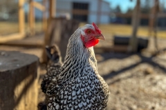 HenPtrn_1224