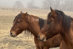 Horseiv