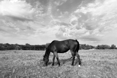 Horseix_2016