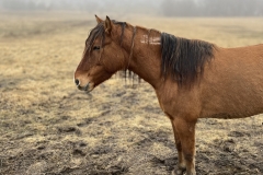 Horsevi_1500