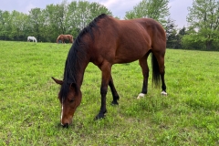 Horsevii_1232