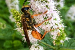OrangeWasp_1464