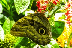 OwlBtrfly_1300