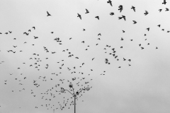 PgnsFlng_1600