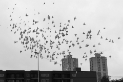 PgnsFlyii_1600