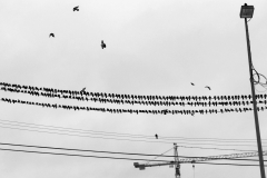 PgnsLine_1632