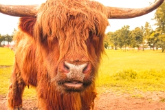 SctshHilndCow_1400