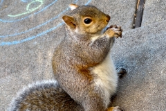 SqrlTrex_1253