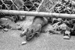 Sqrl_fence_1645