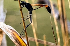 WaspLike_900