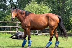 horse1