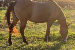 horse11