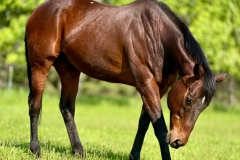horse2