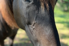 horse4