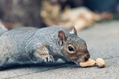 squirrel_small